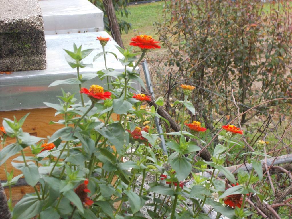 Guesthouse Feel Lake Virpazar Zewnętrze zdjęcie